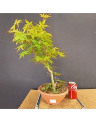 acer palmatum yamamomiji 5