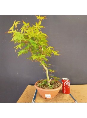 acer palmatum yamamomiji 5 acer palmatum yamamomiji 5