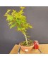 acer palmatum yamamomiji 5