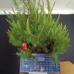 Pinus Halepensis 1