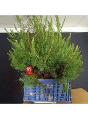 Pinus Halepensis 1