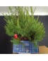 Pinus Halepensis 1