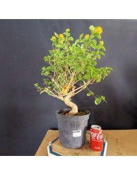 Lantana 1