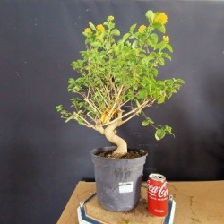Lantana 1