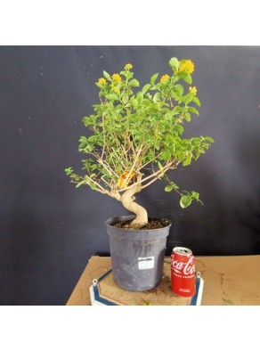 Lantana 1 Lantana 1