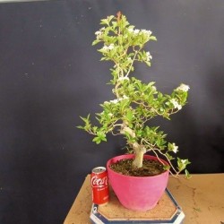 Crataegus 1