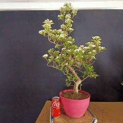 Crataegus 2