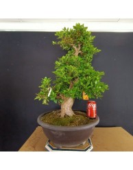 Azalea 2