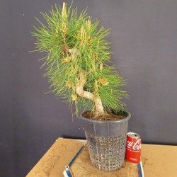 Pinus Tumbergii 6