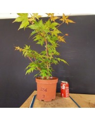 Acer palmatum yamamomiji 3