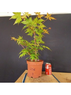 Acer palmatum yamamomiji 3 Acer palmatum yamamomiji 3