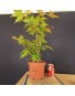 Acer palmatum yamamomiji 3