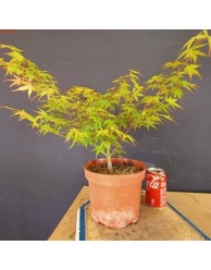 acer palmatum yamamomiji 4
