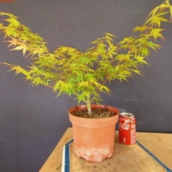 acer palmatum yamamomiji 4