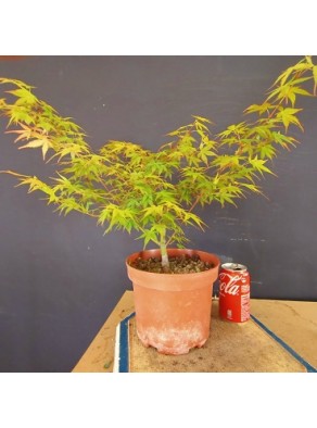 acer palmatum yamamomiji 4 acer palmatum yamamomiji 4