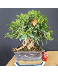 Ficus 2