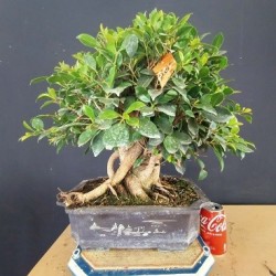 Ficus 2