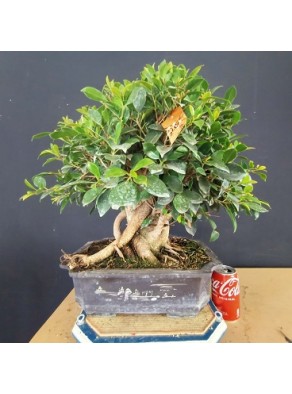Ficus 2 Ficus 2