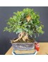 Ficus 2