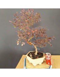 Loropetalum 1
