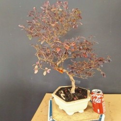 Loropetalum 1