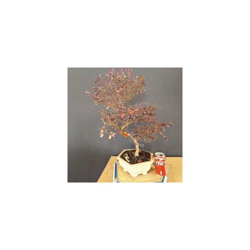 Loropetalum 1