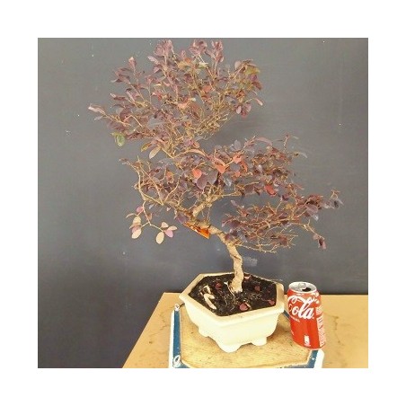 Loropetalum 1