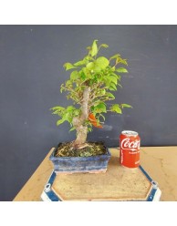 Zelkova serrata 2