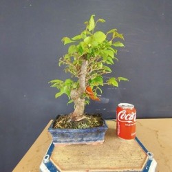 Zelkova serrata 2