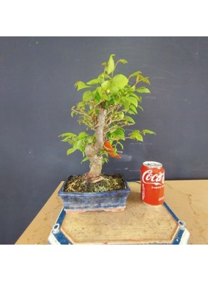 Zelkova serrata 2 Zelkova serrata 2