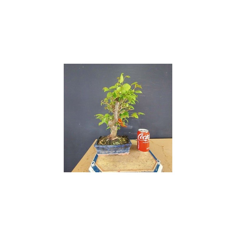Zelkova serrata 2