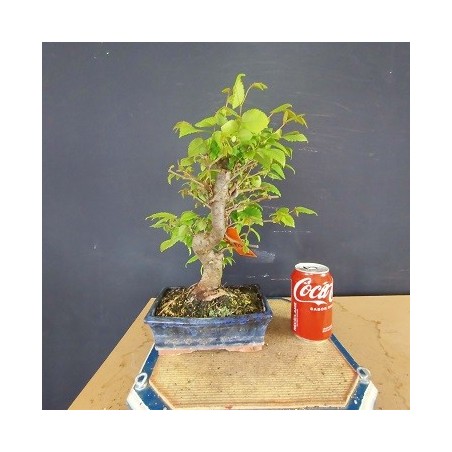 Zelkova serrata 2