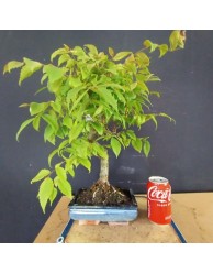 Zelkova serrata 3