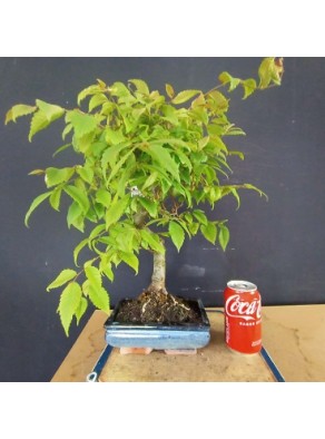 Zelkova serrata 3 Zelkova serrata 3