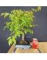 Zelkova serrata 3