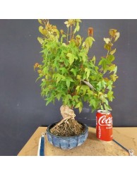 Acer Buerguerianum 1