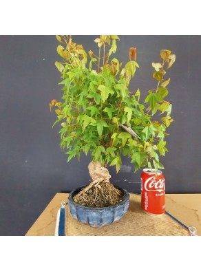 Acer Buerguerianum 1 Acer Buerguerianum 1