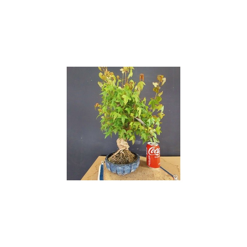 Acer Buerguerianum 1