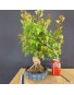 Acer Buerguerianum 1