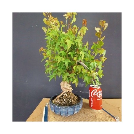 Acer Buerguerianum 1