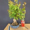 Acer Buerguerianum 1