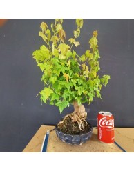 Acer Buerguerianum 3