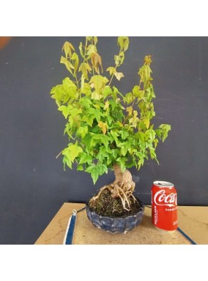 Acer Buerguerianum 3