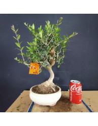 Acebuche 4