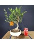 Acebuche 4