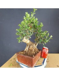 Acebuche 5