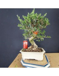 Acebuche 06