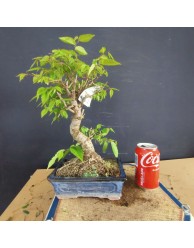 Zelkova serrata 4
