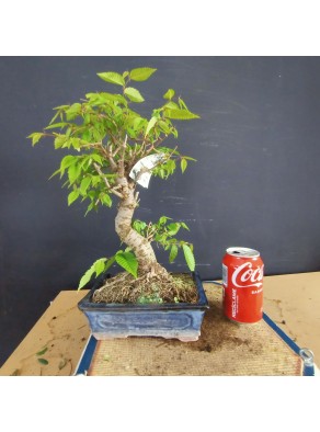 Zelkova serrata 4 Zelkova serrata 4