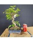 Zelkova serrata 4